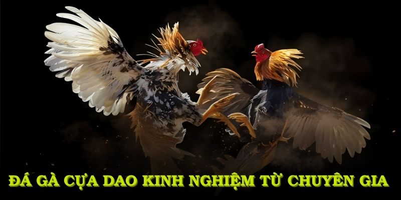 Đá gà cựa dao cùng kinh nghiệm từ chuyên gia